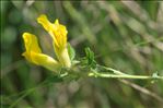 Cytisus lotoides Pourr.