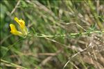 Cytisus lotoides Pourr.