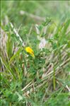 Cytisus lotoides Pourr.