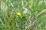 Cytisus lotoides Pourr.