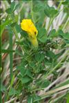 Cytisus lotoides Pourr.