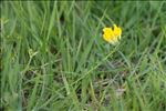 Cytisus lotoides Pourr.