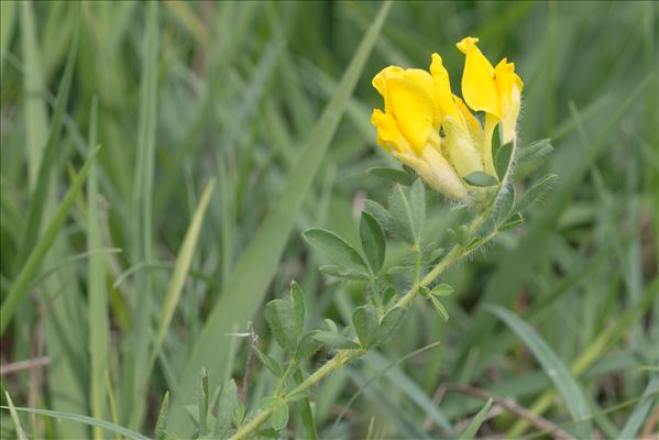 Cytisus lotoides Pourr.