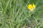 Cytisus lotoides Pourr.