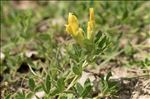 Cytisus lotoides Pourr.