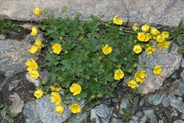 Potentilla crantzii (Crantz) Beck ex Fritsch