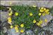 Potentilla crantzii (Crantz) Beck ex Fritsch