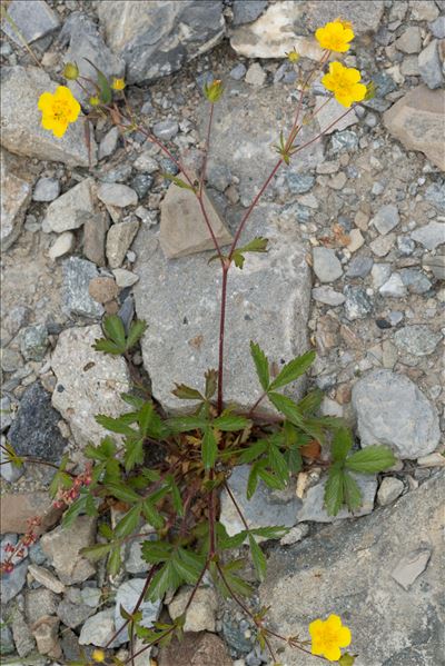 Potentilla grandiflora L.