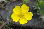 Potentilla grandiflora L.