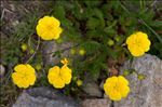 Potentilla grandiflora L.