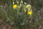 Potentilla hirta L.