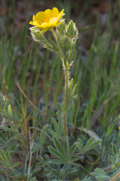 Potentilla hirta L.