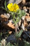 Potentilla hirta L.