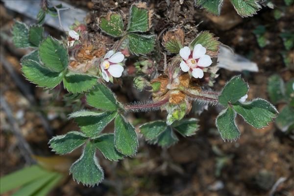 Potentilla micrantha Ramond ex DC.