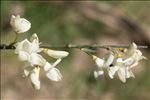 Cytisus multiflorus (L'Hér.) Sweet