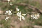 Cytisus multiflorus (L'Hér.) Sweet