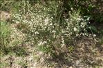 Cytisus multiflorus (L'Hér.) Sweet