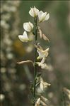 Cytisus multiflorus (L'Hér.) Sweet