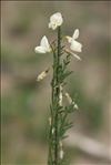 Cytisus multiflorus (L'Hér.) Sweet