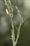 Cytisus multiflorus (L'Hér.) Sweet
