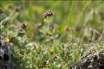 Potentilla nitida L.