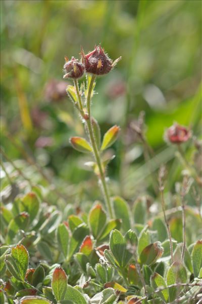 Potentilla nitida L.