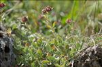 Potentilla nitida L.