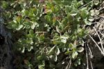 Potentilla nitida L.