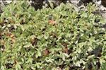 Potentilla nitida L.