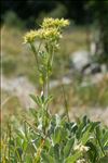 Potentilla valderia L.