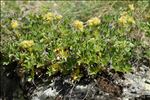 Potentilla valderia L.