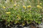 Potentilla valderia L.