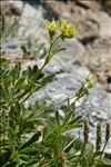 Potentilla valderia L.