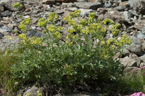 Potentilla valderia L.