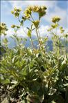 Potentilla valderia L.