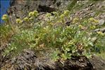 Potentilla valderia L.