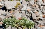 Potentilla valderia L.