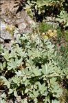 Potentilla valderia L.