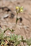 Potentilla valderia L.