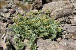 Potentilla valderia L.