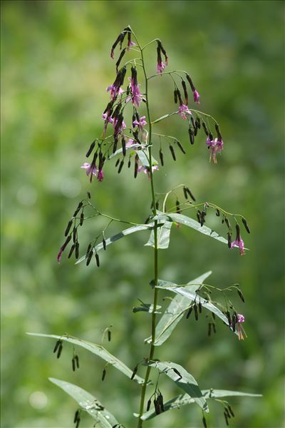 Prenanthes purpurea L.