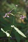 Prenanthes purpurea L.