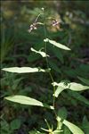 Prenanthes purpurea L.