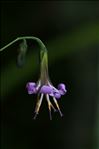 Prenanthes purpurea L.