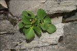 Primula hirsuta All.