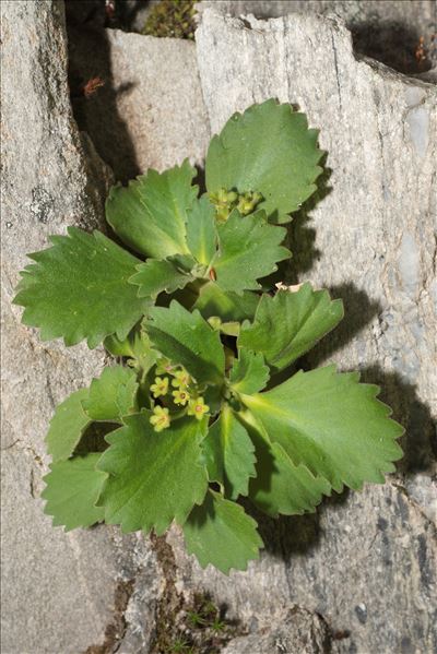 Primula hirsuta All.