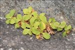 Primula hirsuta All.