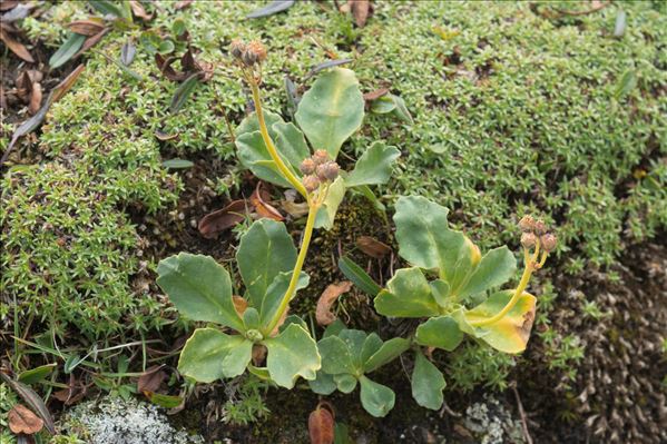 Primula latifolia Lapeyr. subsp. latifolia