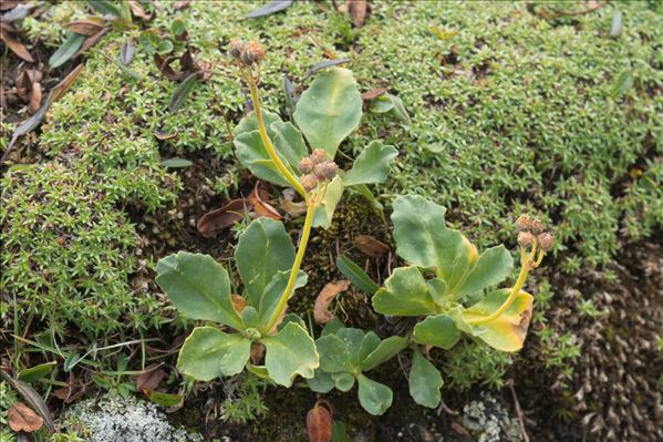 Primula latifolia Lapeyr.