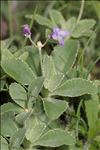 Primula marginata Curtis